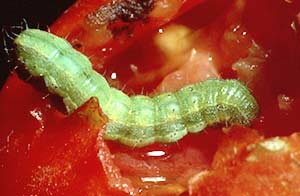 A tomato fruit worm digs into a ripe tomato