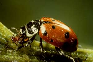 The trusty ladybug