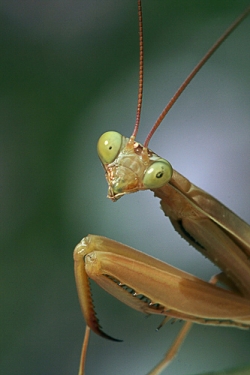 A mantis is interested in you!