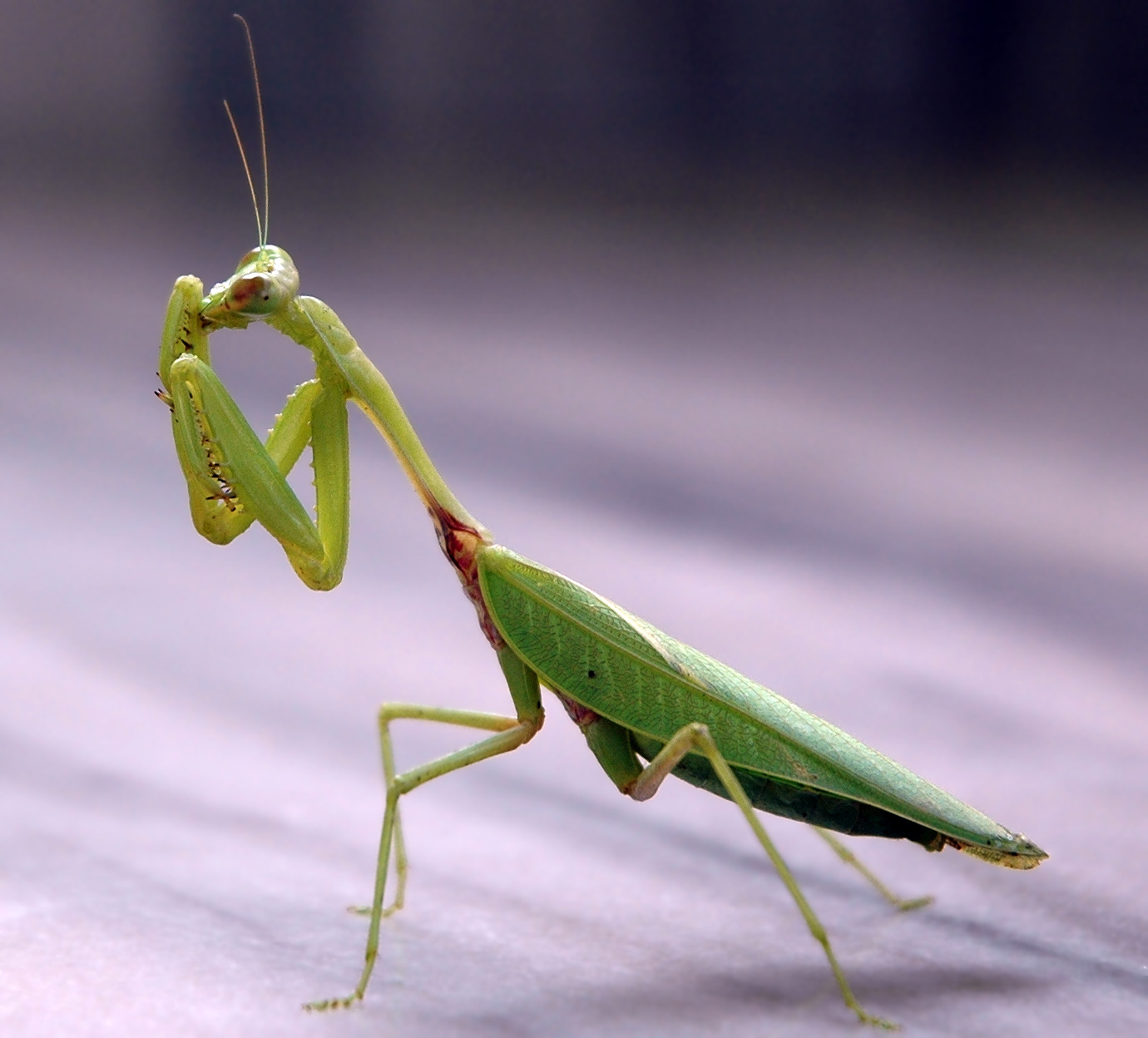 This mantis is grooming itself