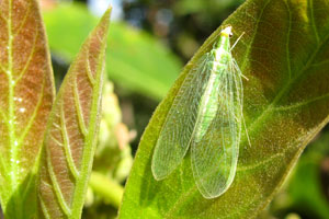 A delicate Lacewing adult