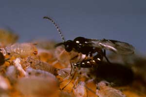 An aphid parasite stings its host