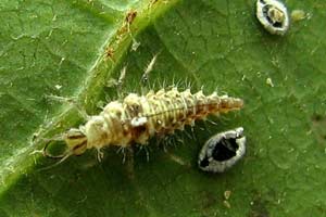 The lacewing larva, one serious predator!