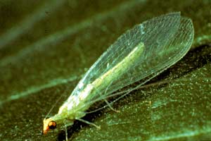 A Lacewing adult displays the wings that give the insect its name