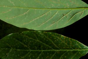 Feeding on avocado leaves by the Persea Mite causes small spots to be visible on both the upper and lower surface of the leaves.