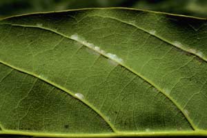 Persea Mites make small shelters with their webbing along the leaf veins