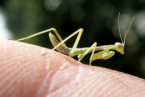 The praying mantis young look just like minatures of the adult